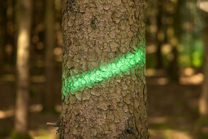 KERBL Markierungsspray Forst Neon